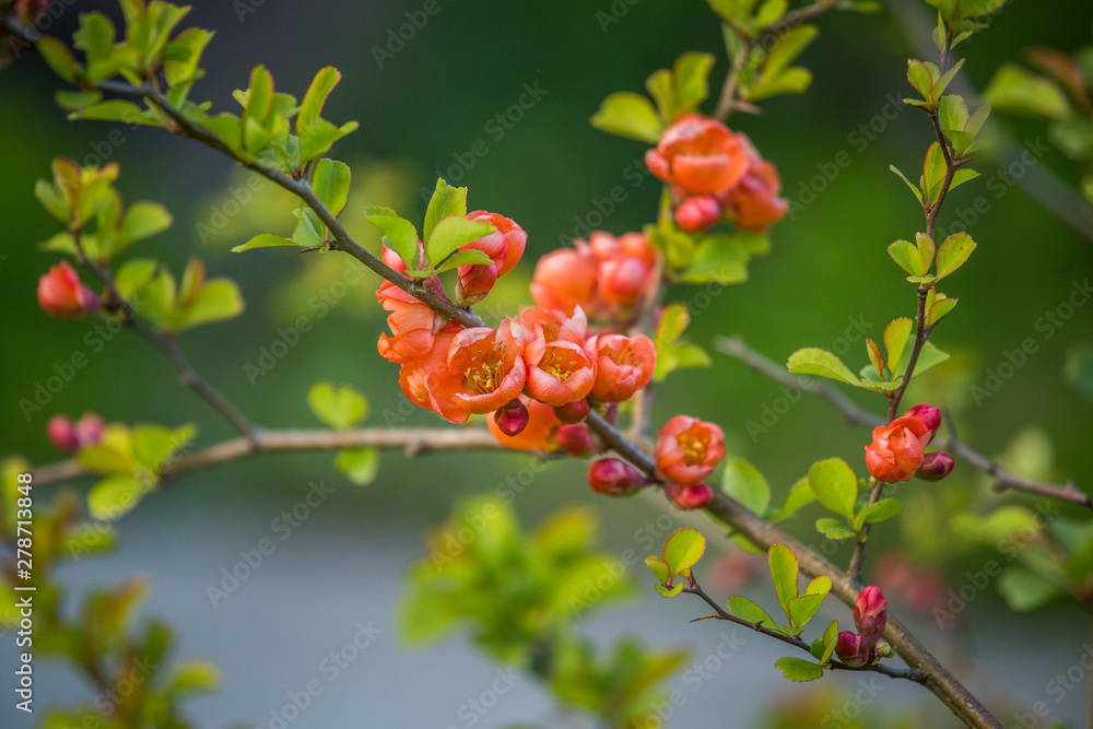 Obraz premium Beautiful orange cydonia flowers blossoming in the spring garden. Edible fruit flowers.