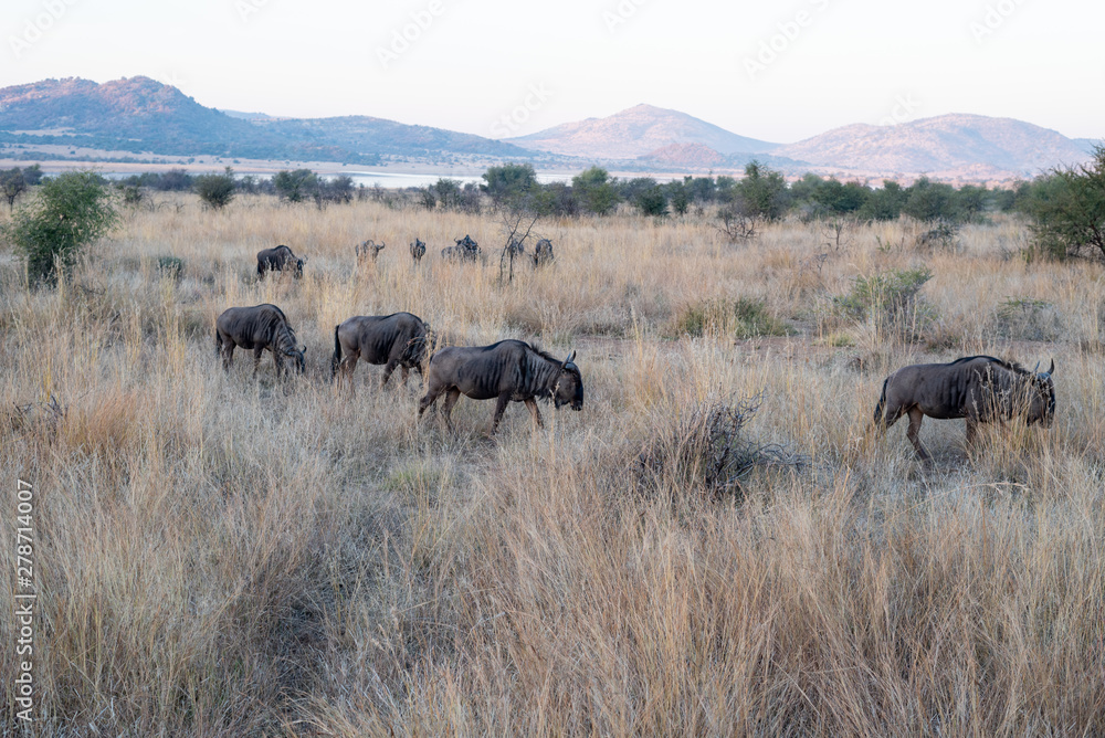 Fototapeta premium Cape Buffalo from africa