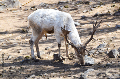 white deer with horns standing on the sand