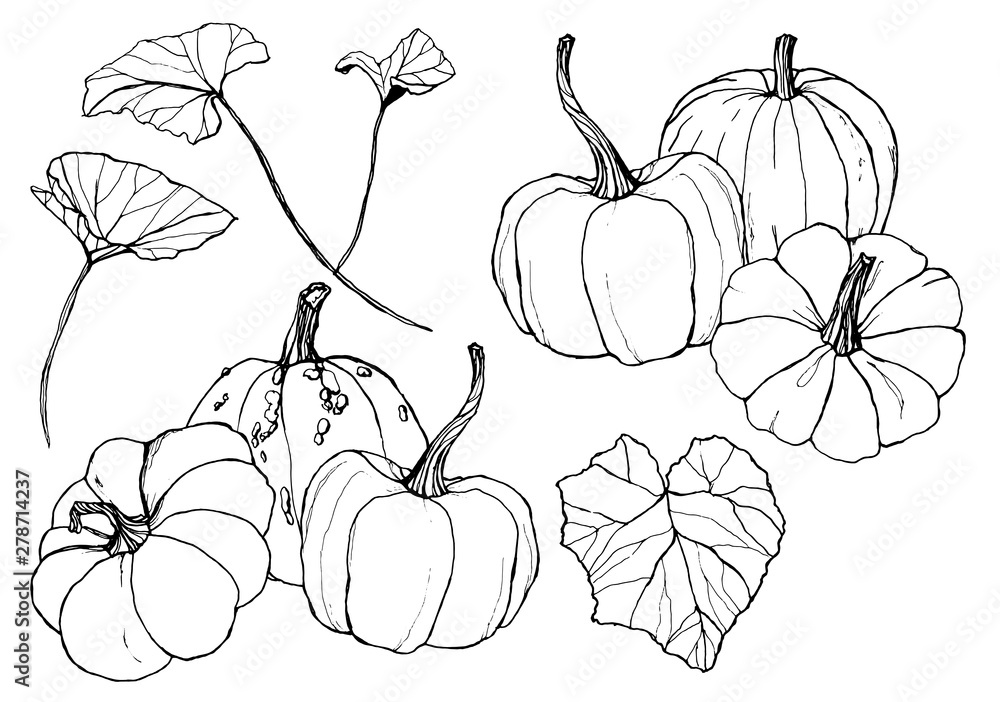 Line art pumpkins set for autumn harvest festival. Hand painted traditional pumpkins with leaves and branches isolated on white background. Botanical illustration for design, print or background. Line art pumpkins set for autumn harvest festival. Hand painted traditional pumpkins with leaves and branches isolated on white background. Botanical illustration for design, print or background.