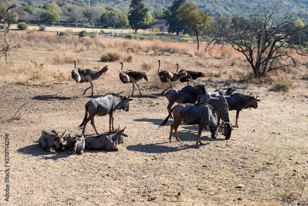 Obraz premium Cape Buffalo from africa