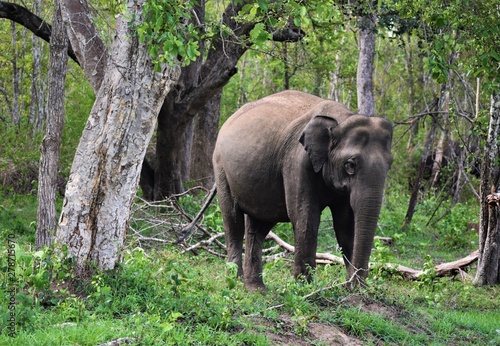 Elephant @ Nagarhole National Park, Karnadaka, India