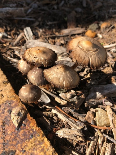 Tableau sur toile Toadstools growing in freshly hoed soil