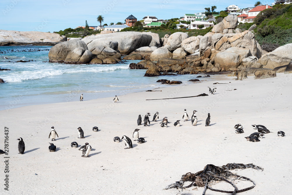 Obraz premium African wild penguins on the beach.
