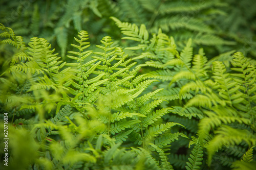 Beautiful  fresh  green fern leaves in the forest at spring. Green natural pattern.