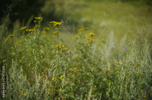 yellow flowers on meadow