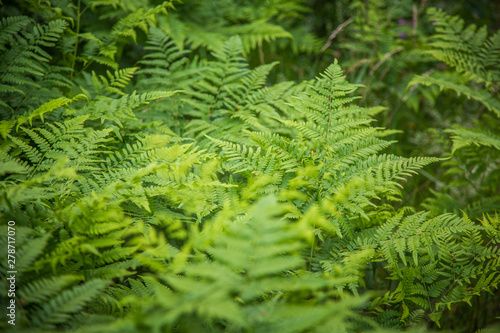 Beautiful, fresh, green fern leaves in the forest at spring. Green natural pattern.