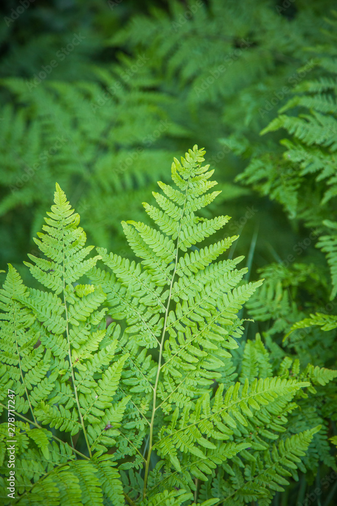 Beautiful, fresh, green fern leaves in the forest at spring. Green natural pattern. Beautiful, fresh, green fern leaves in the forest at spring. Green natural pattern.