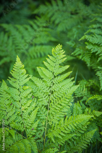 Beautiful, fresh, green fern leaves in the forest at spring. Green natural pattern.