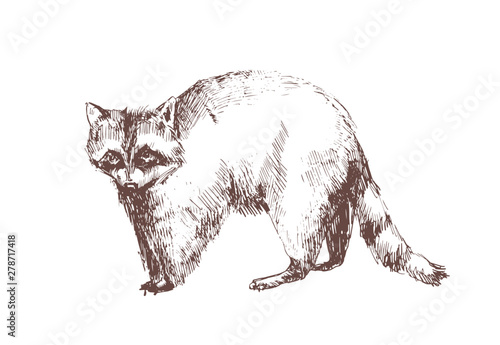 Raccoon hand drawn with contour lines on white background