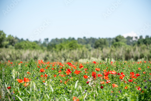 field of red poppy wild