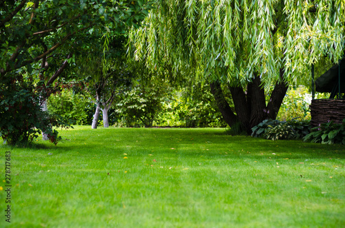 green lawn back yard grass