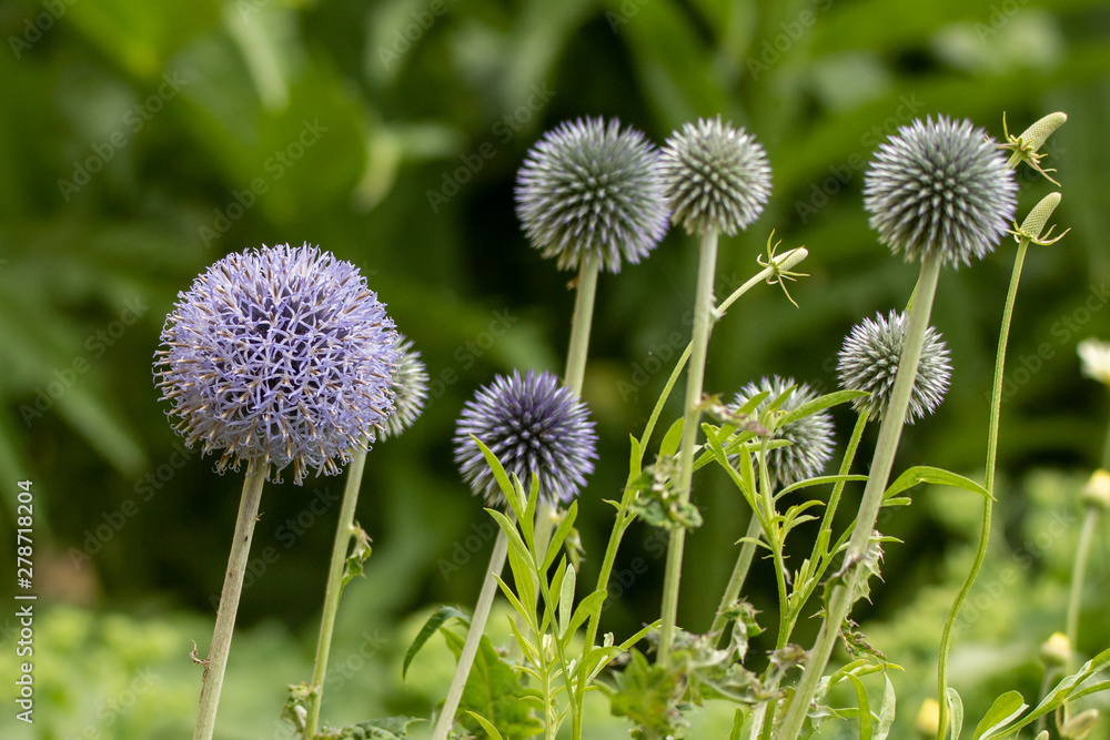Flower balls in bloom delicate and beautiful Flower balls in bloom delicate and beautiful