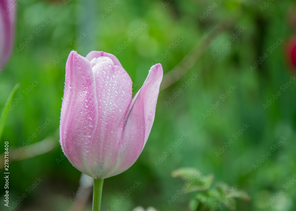 Close-up of beautiful pink tulips with water drops with blurred green background, spring wallpaper, tulips field, springtime blossom after rain Close-up of beautiful pink tulips with water drops with blurred green background, spring wallpaper, tulips field, springtime blossom after rain