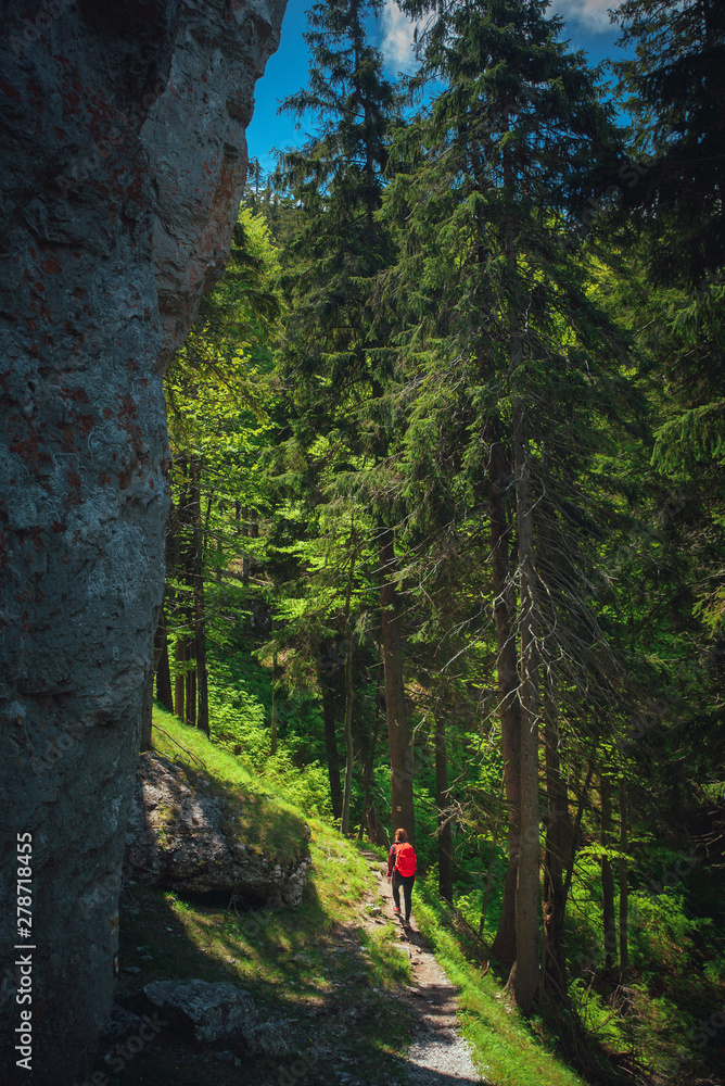 Fototapeta premium Adventure summer photo, woman walking in beautiful green forest