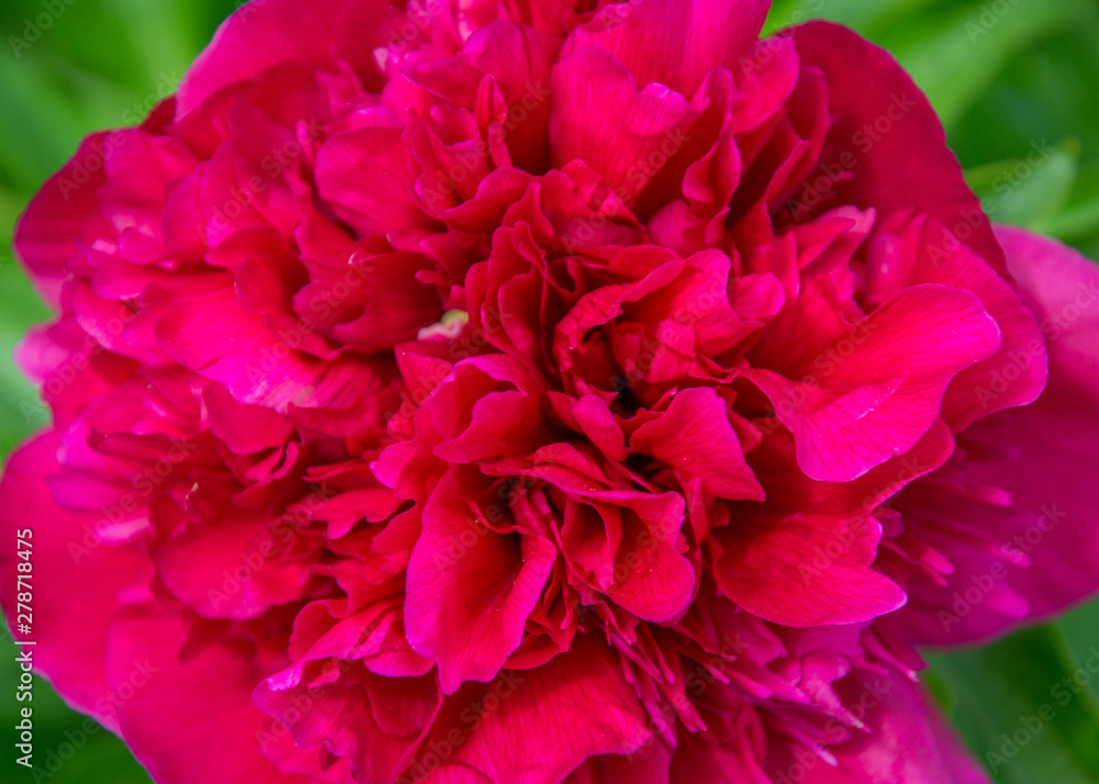 Close-up photo of red peony flower in the garden, macro flower in the park, spring wallpaper, background for cards, full frame