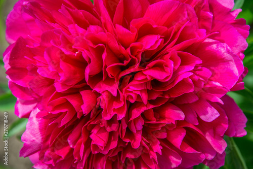 Close-up photo of red peony flower in the garden  macro flower in the park  spring wallpaper  background for cards  full frame