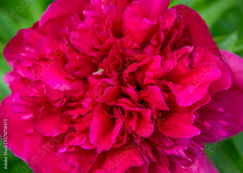 Close-up photo of red peony flower in the garden  macro flower in the park  spring wallpaper  background for cards  full frame