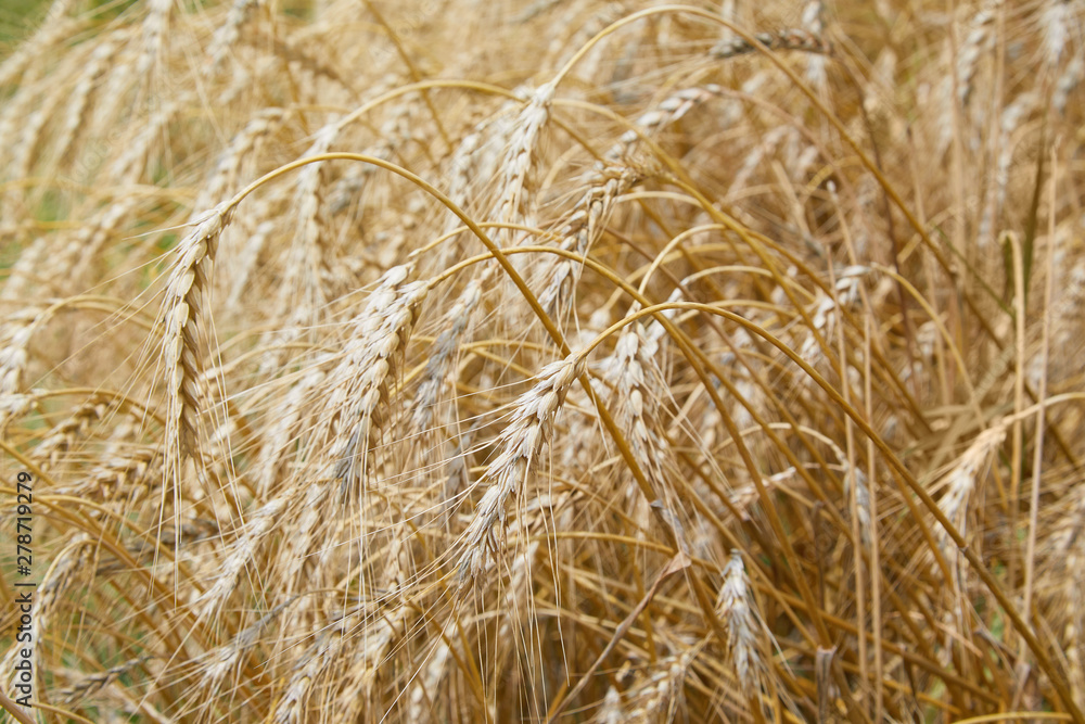 Summer field with ripe barley ears. Hordeum vulgare. Idyllic rural landscape with golden spikes in cornfield. Agriculture, farming, harvesting. Common Barley plant Summer field with ripe barley ears. Hordeum vulgare. Idyllic rural landscape with golden spikes in cornfield. Agriculture, farming, harvesting. Common Barley plant