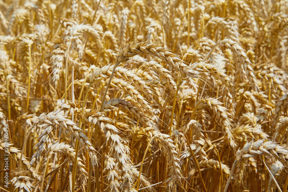 Wheat field. Ears of golden wheat close up. Beautiful Landscape. Rural Scenery early in the morning. Background of ripe ears of wheat field. Rich harvest Concept. Copy space. 