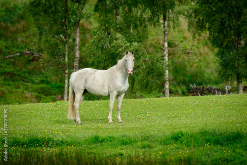 A grey horse in a paddock loking at the camera.