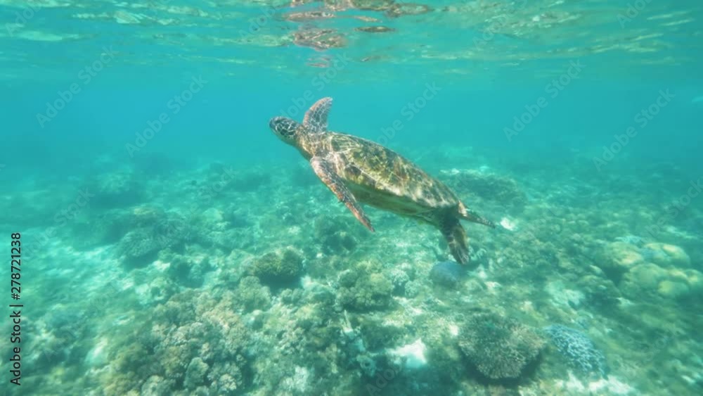 Tropical turtle swimming in crystal clear sea water. Underwater view ...