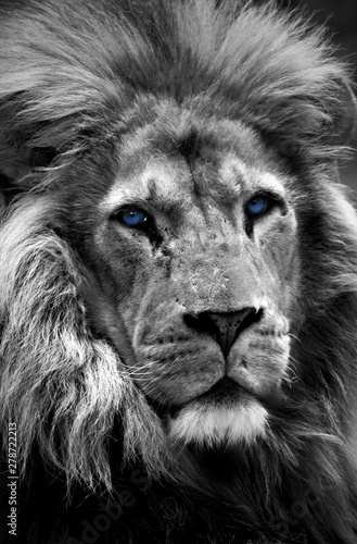 Lion portrait close