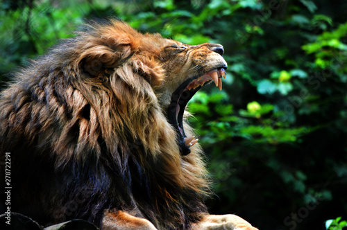 Lion yawn/roar