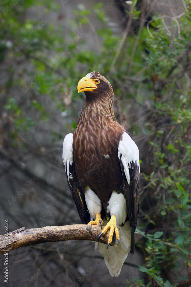 Obraz premium Steller's sea eagle (Haliaeetus pelagicus) sitting on the branch.