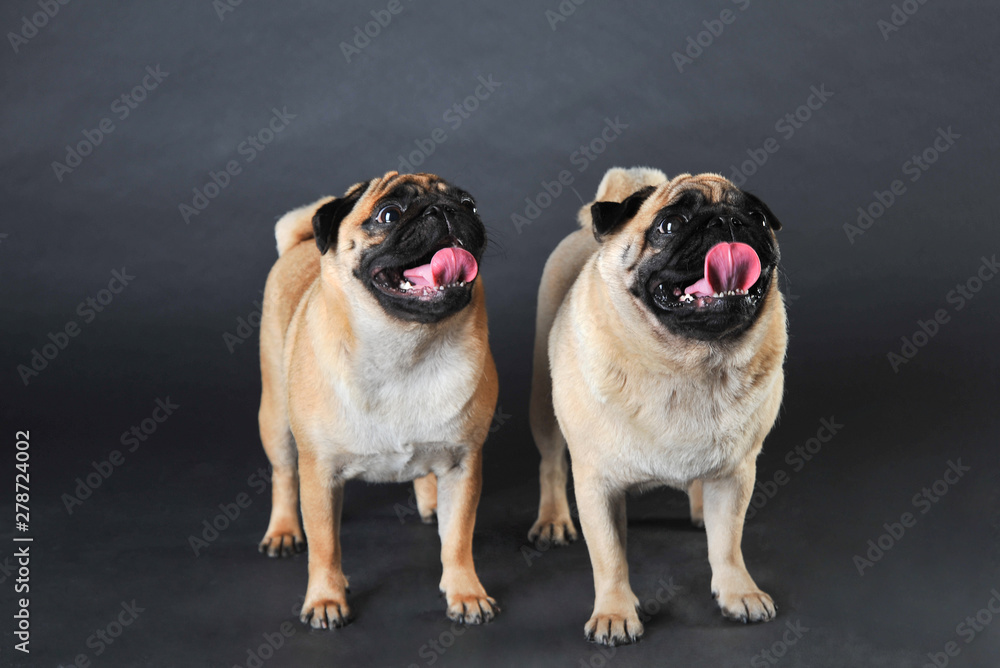 Two cute pugs in studio isolated on dark