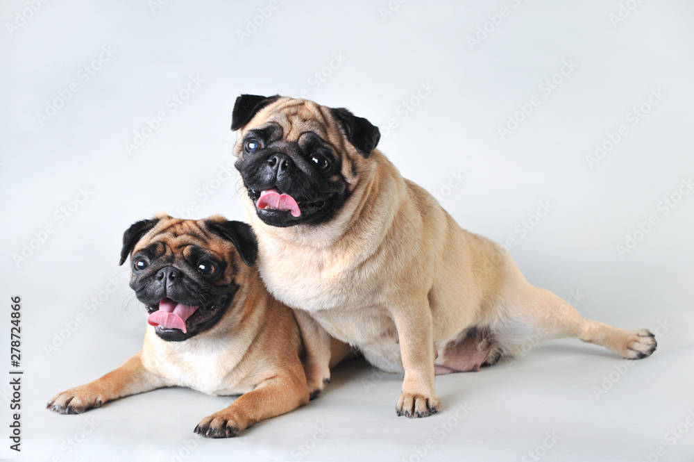 Obraz premium Two pugs in studio isolated on white