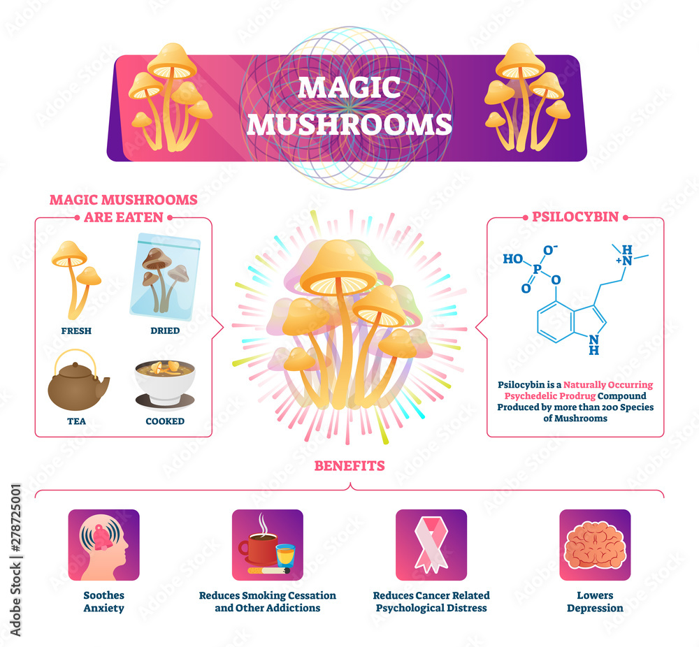 Fototapeta premium Magic mushrooms vector illustration. Labeled characteristics graphic scheme