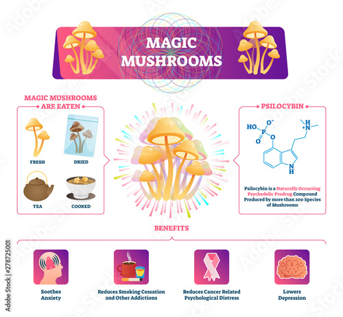 Magic mushrooms vector illustration. Labeled characteristics graphic scheme