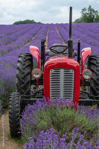 Tractor in lavender field in full bloom at Mayfields farm, UK