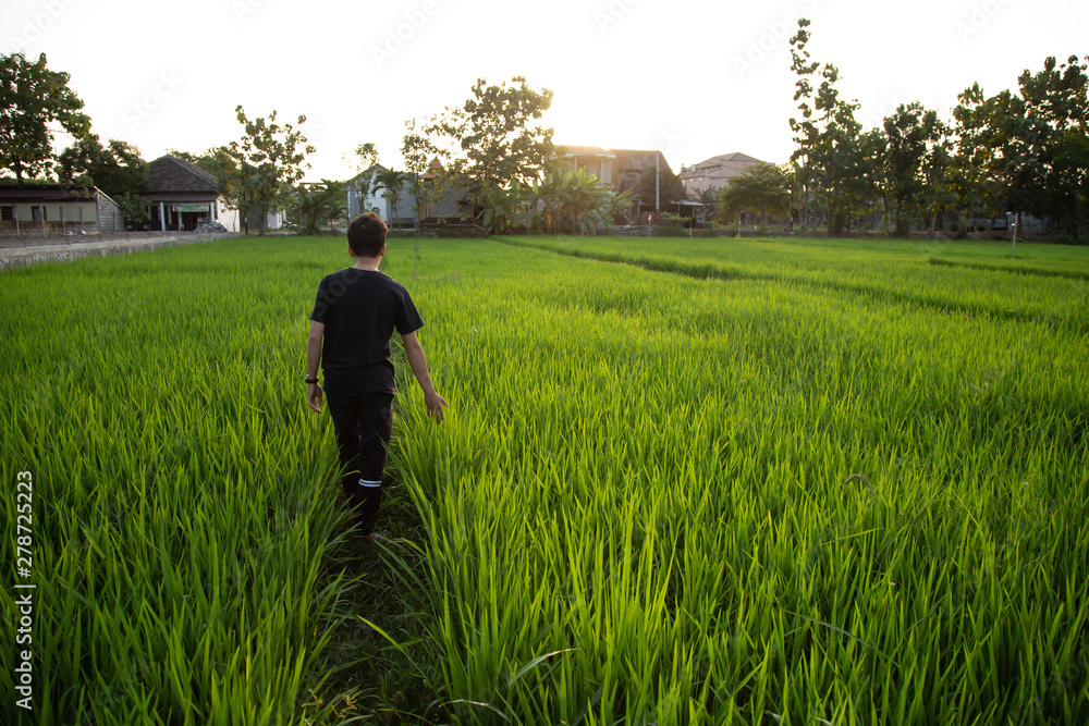 A man walks in a rice field during the summer at sunset in the afternoon A man walks in a rice field during the summer at sunset in the afternoon