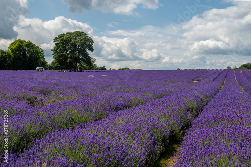 Lavender field in full bloom at Mayfields farm, UK