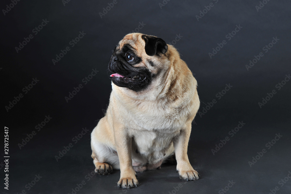 Obraz premium Cute pug on a dark background