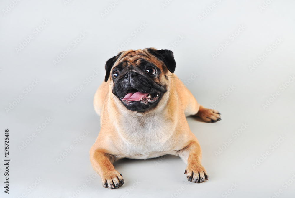 Cute young pug isolated on white