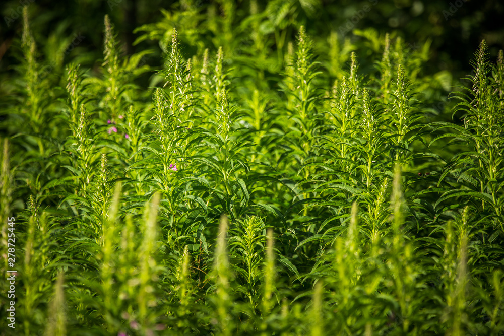 Alaska native fireweed growing near the forest. Before blossoming. Natural herbal tea. Alaska native fireweed growing near the forest. Before blossoming. Natural herbal tea.