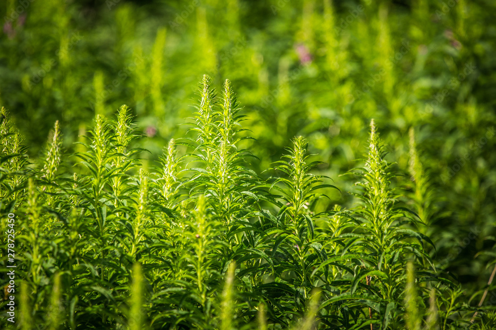 Alaska native fireweed growing near the forest. Before blossoming. Natural herbal tea. Alaska native fireweed growing near the forest. Before blossoming. Natural herbal tea.