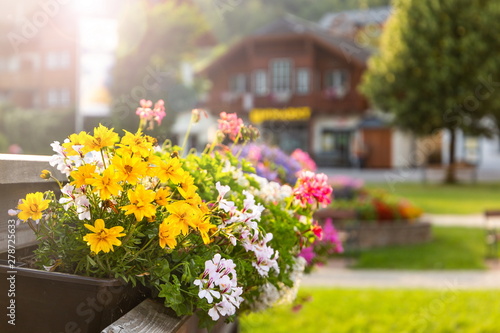 Wallpaper Mural Fresh flowers in clay pots Torontodigital.ca