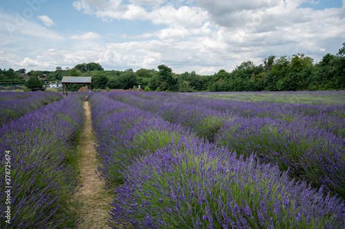 Lavender field in full bloom at Mayfields farm  UK