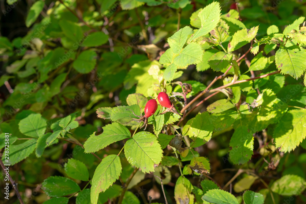 wild rosehip tree in the forest wild rosehip tree in the forest