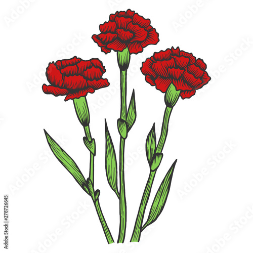 Dianthus carnation flowers color sketch engraving vector illustration. Scratch board style imitation. Hand drawn image.