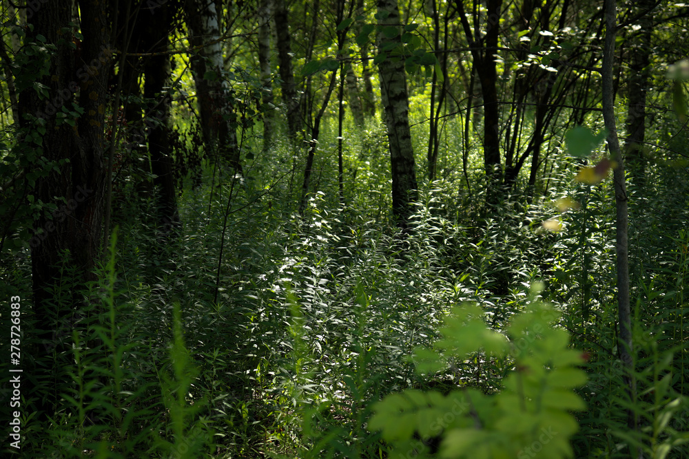 Obraz premium Piękny las ciemny krajobraz na tle