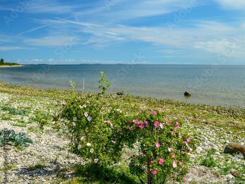 Beautiful bay and rocky beach in Hiiumaa. Plants and stones in the foreground, Estonia