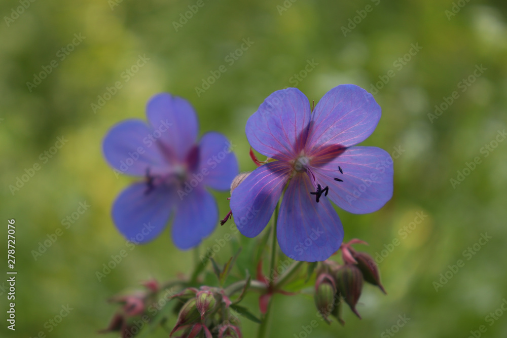 Purple flowers close-up on a green blurred background. Purple flowers close-up on a green blurred background.