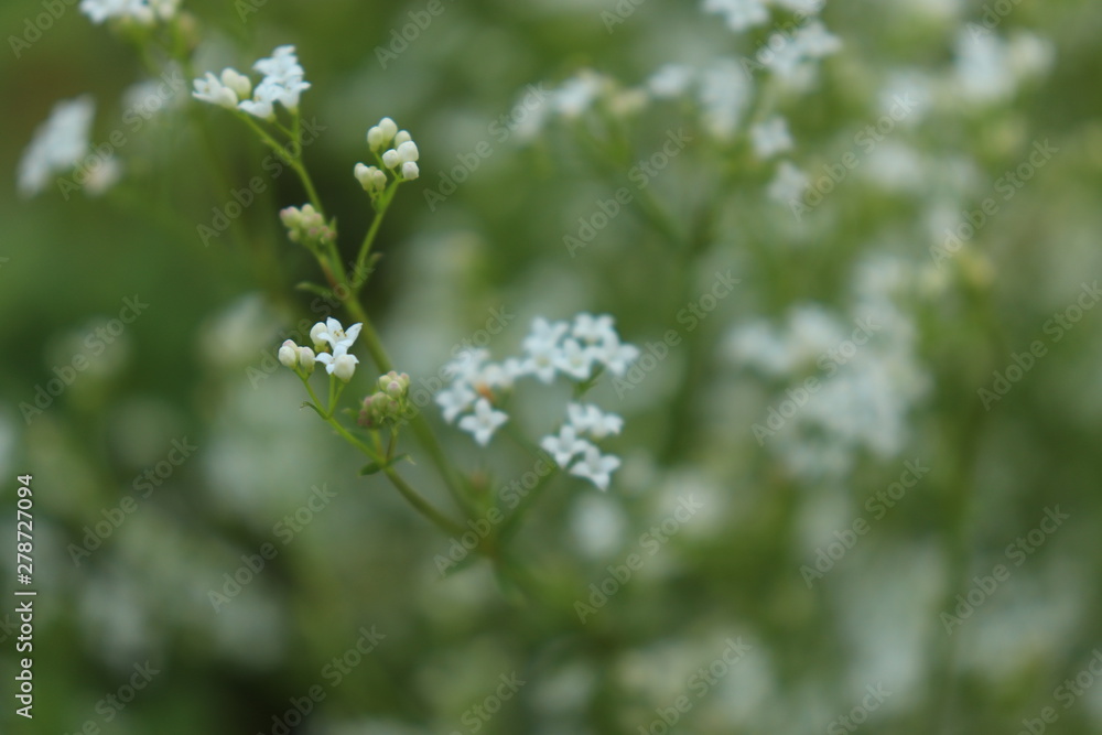Small white flowers on a blurred green background. Small white flowers on a blurred green background.