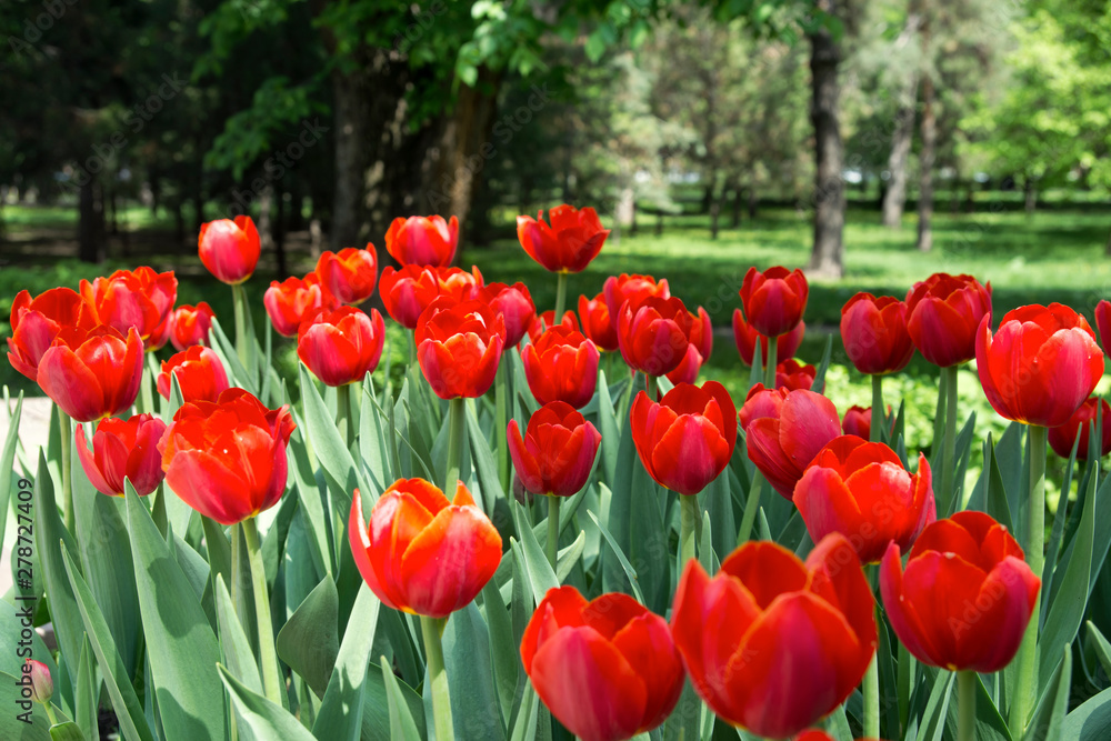 Obraz premium Red tulips in the garden