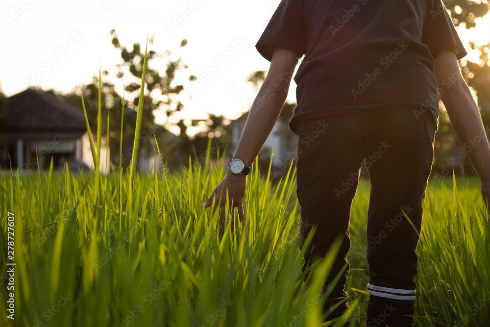 A man walks in a rice field during the summer at sunset in the afternoon A man walks in a rice field during the summer at sunset in the afternoon